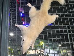 -上海大自然野生昆虫馆(东方明珠·爬宠昆虫探索中心)
