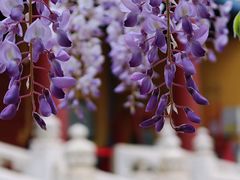 -北京国子监胡同