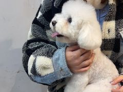 -帕帕拉兹宠物(亚洲旗舰店)