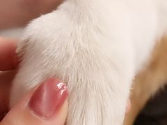 -浣熊柯尔鸭土拨鼠·电玩咖