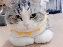 -欣宠猫屋·矮脚拿破仑·蓝金金渐层