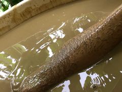 -100蛋泥浆浴