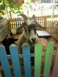 -萌宠亲子动物乐园(槐房万达店)