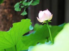 -宝光寺