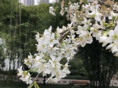 -龙头寺公园
