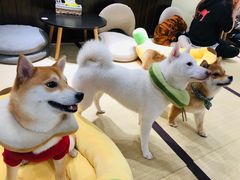 -逗柴咖啡屋·狗咖猫咖宠物桌游