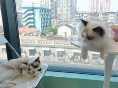 -怪兽屋·羊驼·猫咖·狗咖(俊华广场店)