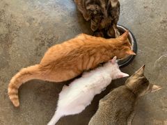 -喵屿·大理花园猫咖