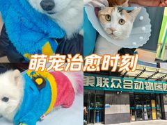 -美联众合动物医院·24h转诊中心