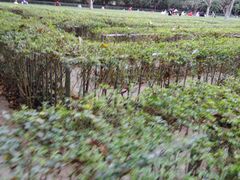 -广东茂名森林公园