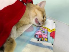 -达爱动物医院·犬猫分区·CT·复杂眼科(远洋山水分院)