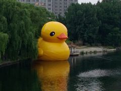 大黄-沈阳南湖公园