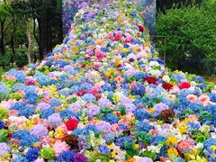 -上海共青森林公园