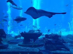 -亚特兰蒂斯•OSSIANO奥西亚诺海底餐厅
