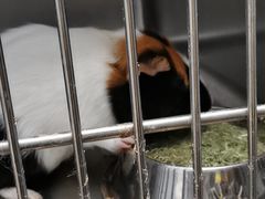 -瑞派·关忠动物医院·异宠专科·犬猫肿瘤·皮肤专科(望京店)