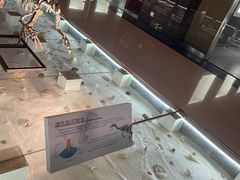 -青岛贝壳博物馆