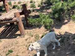 -西霞口神雕山野生动物世界