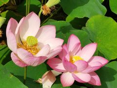 -莲花池公园