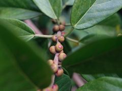 -武吉知马自然保护区