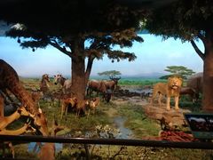 -国家自然博物馆