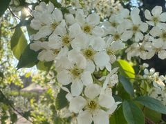 -黑龙江省森林植物园