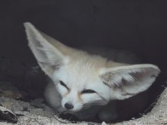 -上海野生动物园