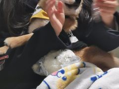 -逗柴咖啡屋·狗咖猫咖宠物桌游