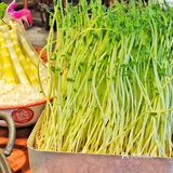  春天来吃现摘豆苗啦🌱长沙地道重庆火锅