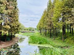 -贡湖湾湿地公园