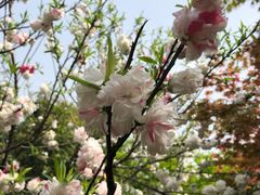 -桃花岛景观公园