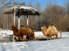 -北京野生动物园