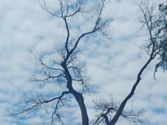 -北京大学燕东园