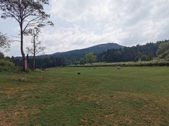 -武陵山森林公园