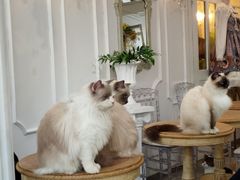 -共舞时光猫咖·狗咖(新街口店)