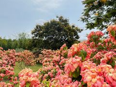 -中国科学院西双版纳热带植物园