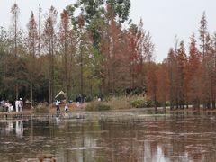-白鹭湾湿地公园