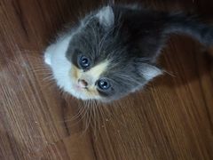 -楼上猫咖(罗湖店)