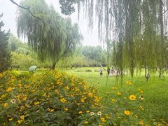 -莲花池公园
