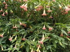 -桤木河湿地公园