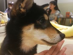 -逗柴咖啡屋·狗咖猫咖宠物桌游