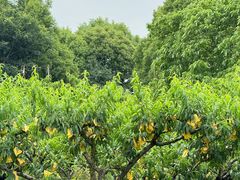 -老袁家蜜桃农场·阳山水蜜桃