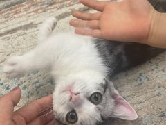 -欣宠猫屋·矮脚拿破仑·蓝金金渐层