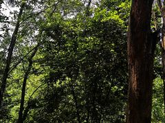 -佛山市三水区大南山森林公园