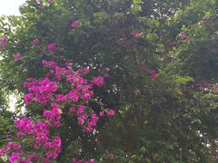 -三圣花乡旅游区