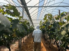 -马陆小张葡萄园农家乐