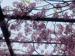-嘉定紫藤园