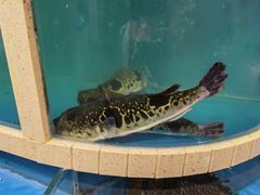 -天正河鲀·河豚亭(大连店)