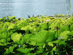 -莲花池公园