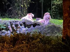 -夜间野生动物园