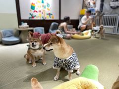 -逗柴咖啡屋·狗咖猫咖宠物桌游